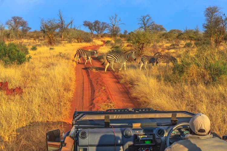 Der Krüger-Nationalpark ist eines der größten Wildschutzgebiete Afrikas