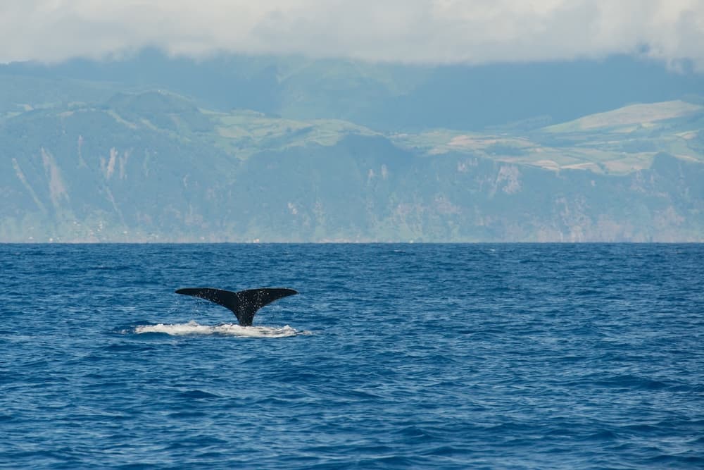 Die-Azoren-gelten-als-eines-der-besten-Ziele-fur-Whale-Watching.jpg